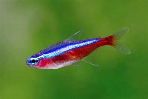 Cardinal Tetra Red Neon Tetra Fish Species Profile