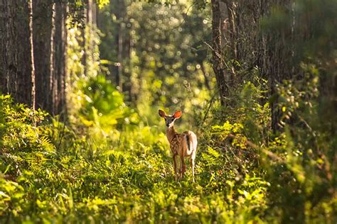 See A Nature Photographers Perspective In Gainesville Fl