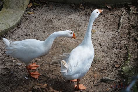 Penduduk di pulau pangkor merayu jeti sungai pinang kecil dikekalkan supaya tidak membebankan mereka terutamanya warga emas. Dari Teluk Intan Sampai Ke Pulau Pangkor Menjejaki Alam ...