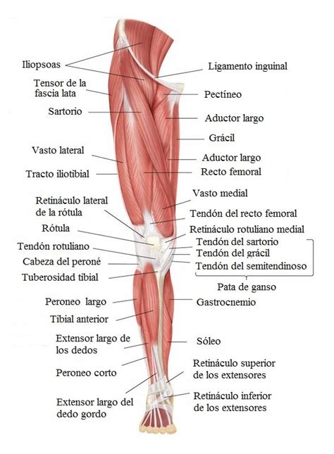 Lumboci Tica O Ci Tica Aguda Dolor Sintomas Tratamiento Y Ejercicios