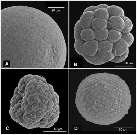 A Sem Image Of An Oocyte B Morula Stage Embryo C Two Days Old