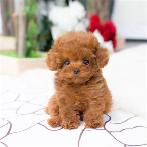 Look no further, with a power house of more available kittens. Bridget Red Poodle - MICROTEACUPS