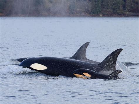 A Male Orca And Its Mother Worked Together To Kill A Newborn Calf