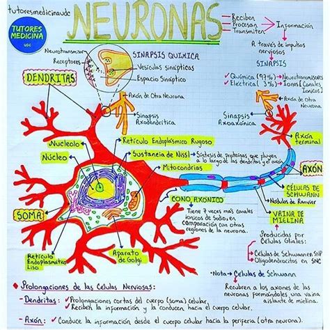 Mapa Mental Neurona My XXX Hot Girl