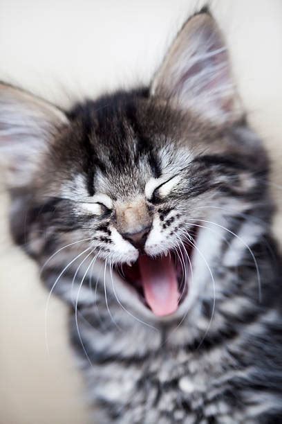 Laughing Cat Pictures Images And Stock Photos Istock