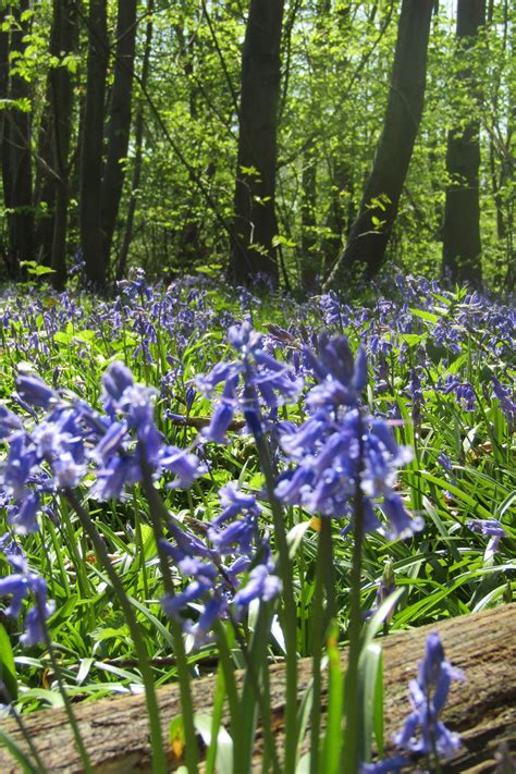 Bluebell Woods Free Stock Photo Public Domain Pictures
