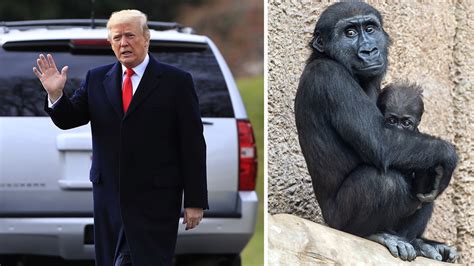 Widely Circulated Tweet Claiming Pres Trump Demanded The Gorilla