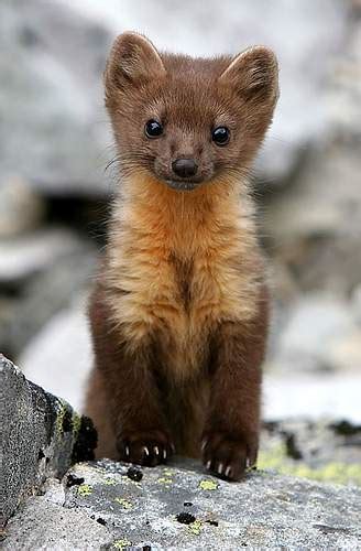 Daily Mustelid On Tumblr