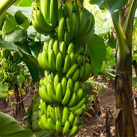 Common Green Banana At Best Price In Navi Mumbai Maharashtra Mps Dey