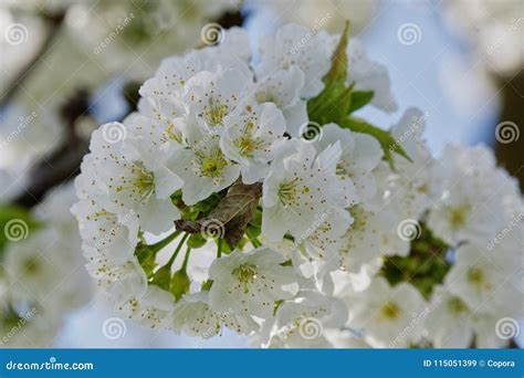 Beautiful Flowering Fruit Trees Blooming Plant Branches In Spring Warm