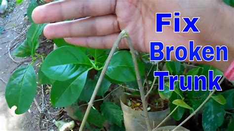 How To Fix A Broken Tree Branchtrunkeasy Tips And Tricks 4 Sep 2017