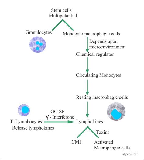 Chapter 7 Immune Cells Nonspecific Immune Cells