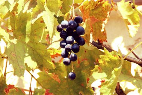 Weintrauben im Spätsommer #leipzig #thisisleipzig # ...