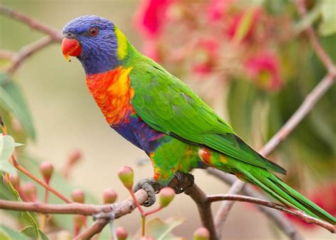 Top 12 Colorful Rainbow Lorikeet Facts Animal Stratosphere