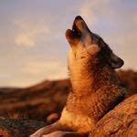 Visitors will drive through more than bearizona wildlife park. Bearizona Wildlife Park (bearizona) on Pinterest