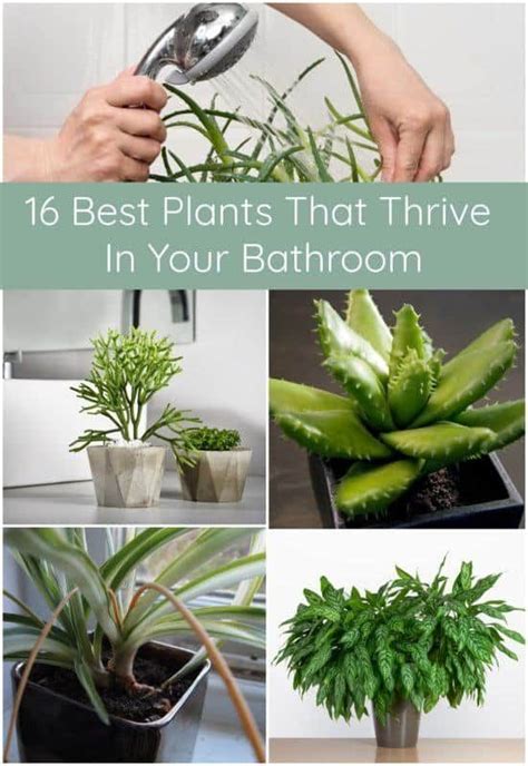 16 Best Plants That Thrive In Your Bathroom Best Indoor Plants House