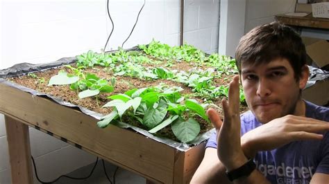 I have wanted to purchase grow lights and start my seedlings indoors for many years. My Top 3 Plants To Grow When Indoor Gardening - YouTube