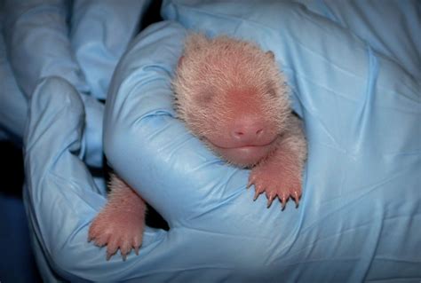 Panda Cubs First Checkup At National Zoo Finds It Healthy Update