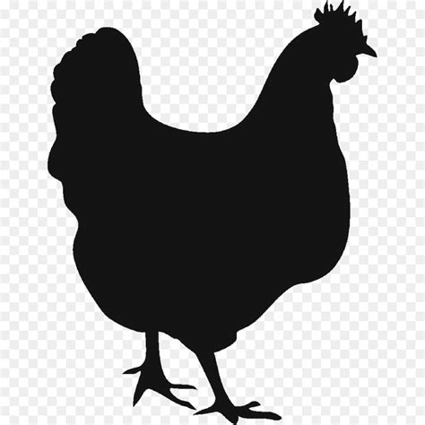 الدجاج الدجاجة الديك صورة بابوا نيو غينيا