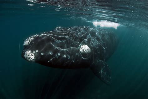 North Pacific Right Whale