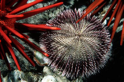 Reef Tank Janitors Part 2 Shrimps True Crabs And Sea Urchins