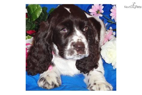 Available for adoption on feb. Cocker Spaniel puppy for sale near Colorado Springs ...
