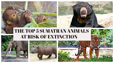 5 Endangered Animals