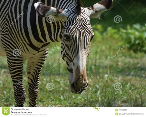 Striped African Zebra Face In A Field Of Grass Stock Photo Image Of