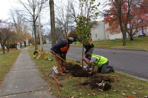 Community Tree Planting Burlington Parks Recreation And Waterfront