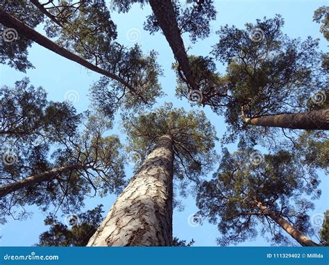 Old Beautiful Pine Trees Lithuania Stock Photo Image Of Plant View