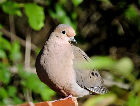 Mourning Dove - Wenatchee Naturalist