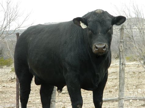 18 24 Month Old Angus Bulls Sell On March 10 2015 Mckenzie Land And