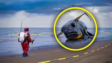Mysterious Grey Blob Found On The Beach Is Identified By Scientists As