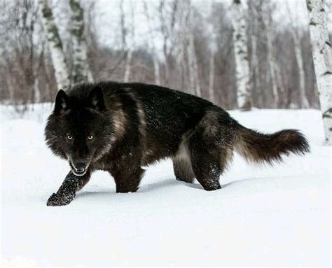 Black Wolf In Snow Beautiful Photo Wild Life Photography Pinterest
