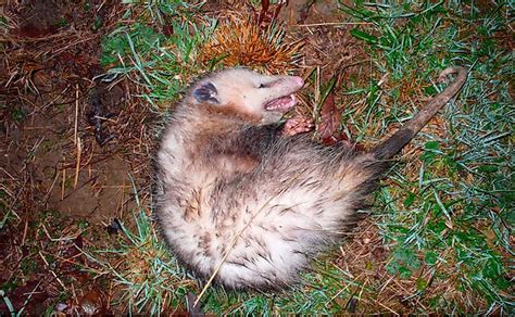 Which Is The Only Marsupial Found In North America