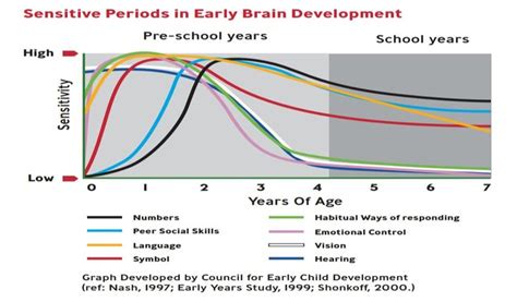 Sensitive Periods In Early Brain Development Download Scientific Diagram