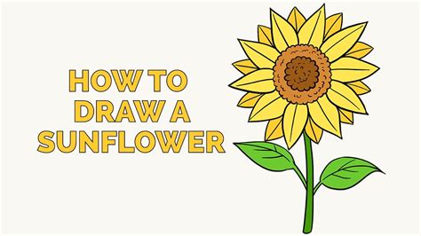 How To Draw A Sunflower Easy Step By Step Drawing Tutorial For