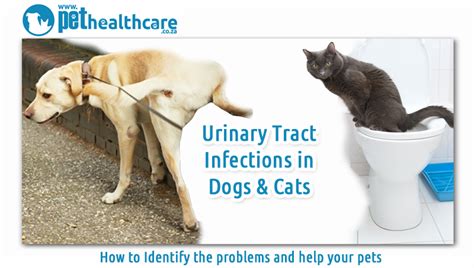 Urinary Infections In Pets Pet Health Careurinary Tract Infections In