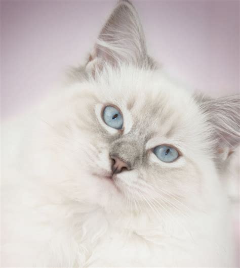 Ragdoll | Ingleside Animal Hospital