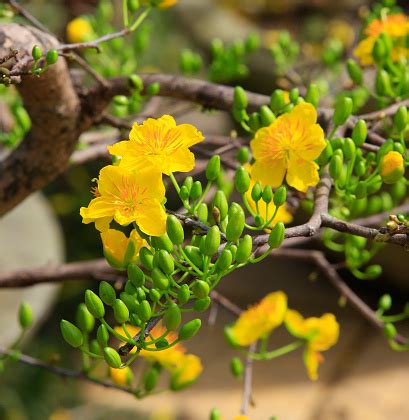 Sep 15, 2021 · tet (lunar new year) is the largest, most important festival in vietnam when many people return home to celebrate the arrival of spring based on the vietnamese lunar calendar with their families. Hhoa Mai Tree Flower Traditional Lunar New Year In Vietnam ...