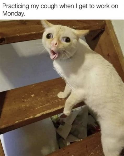 Calling In Sick Funny Pictures Cat Memes Cat Diseases