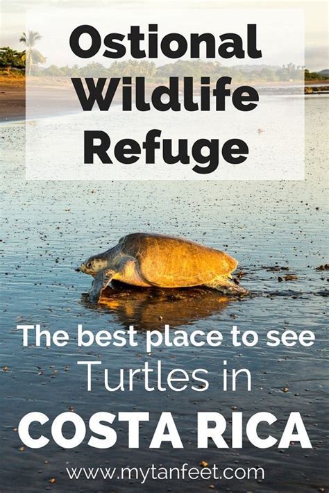 Want To See Turtles In Costa Rica Then You Must Go To Ostional