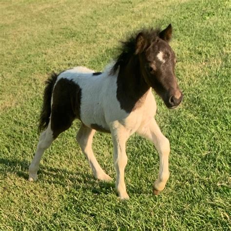 American Miniature Horses Happily Ever After Rabbitry