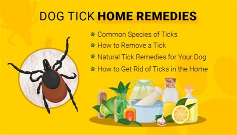 Home Remedies For Ticks On Dogs