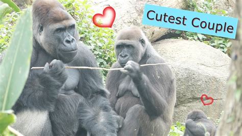 Cute Moments Between Gorilla Couple 最可愛金剛猩猩的夫妻打鬧 Djeeco And Tayari