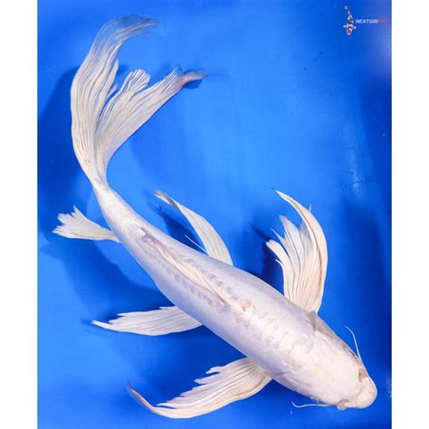 145 Imported Doitsu Platinum Ogon Butterfly Koi Koi Fish For Sale