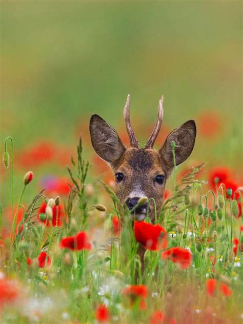 Poppy Deer Bing Wallpaper Download