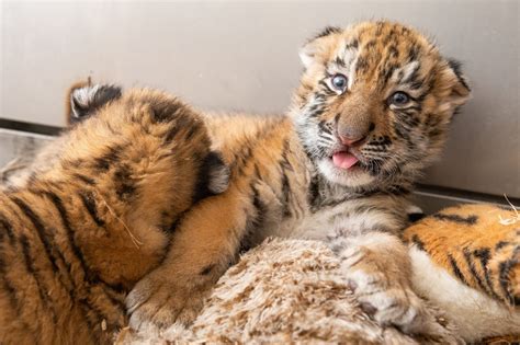 Tiger Cubs Make Debut At Cleveland Zoo