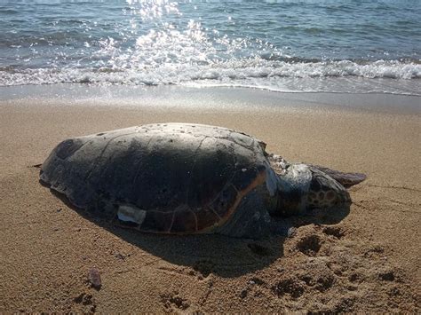Θάσος Μια χελώνα καρέτα καρέτα ξεβράστηκε νεκρή στην ακτή Kavala Post