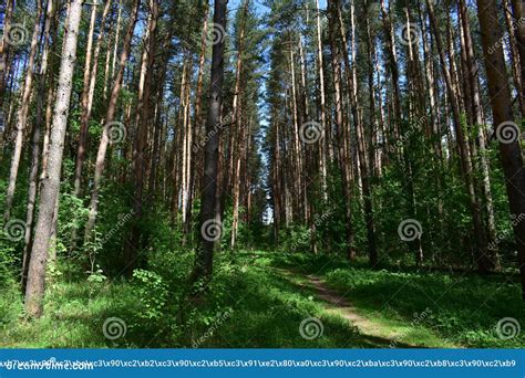 Slender Rows Of Trees In An Alley In A Coniferous Pine Forest Blue Sky